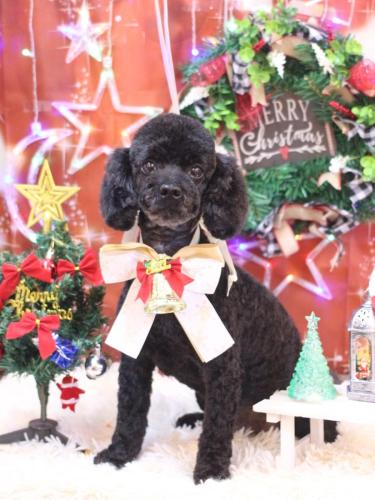 20231214マハロくん